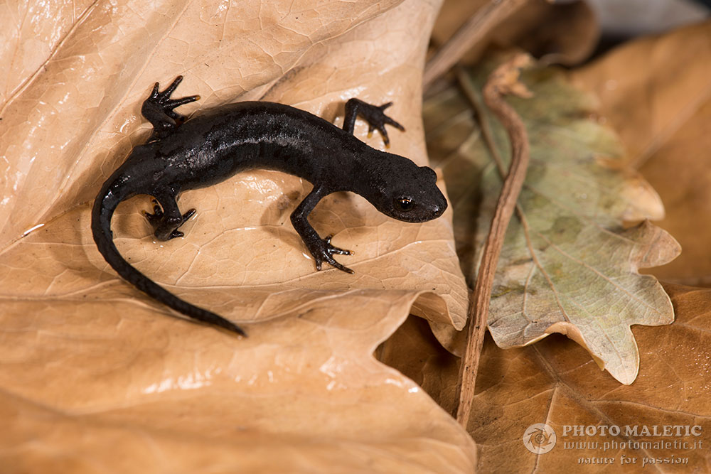 Richiesta ID, Mesotriton alpestris? S, Ichthyosaura alpestris